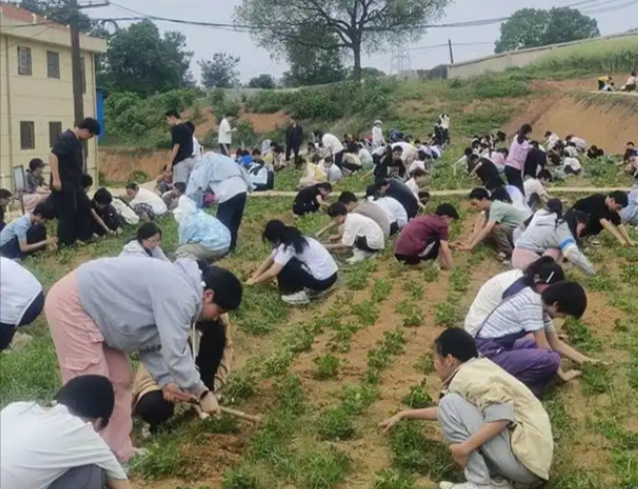劳动教育在校园中稳步推